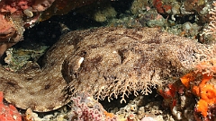 Raja Ampat 2016 - Eucrossorhinus Daypogon - Tasselled Wobbegon - Requin Tapis barbus - IMG_5305_rc